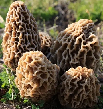 Фото Сморчки замороженные в коробке по 20кг