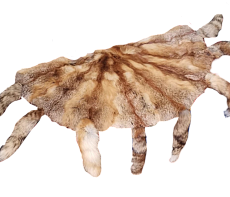 Ковры из лисицы