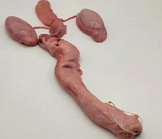 Половой орган самца тюленя