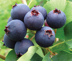 Ирга замороженная 500 грамм